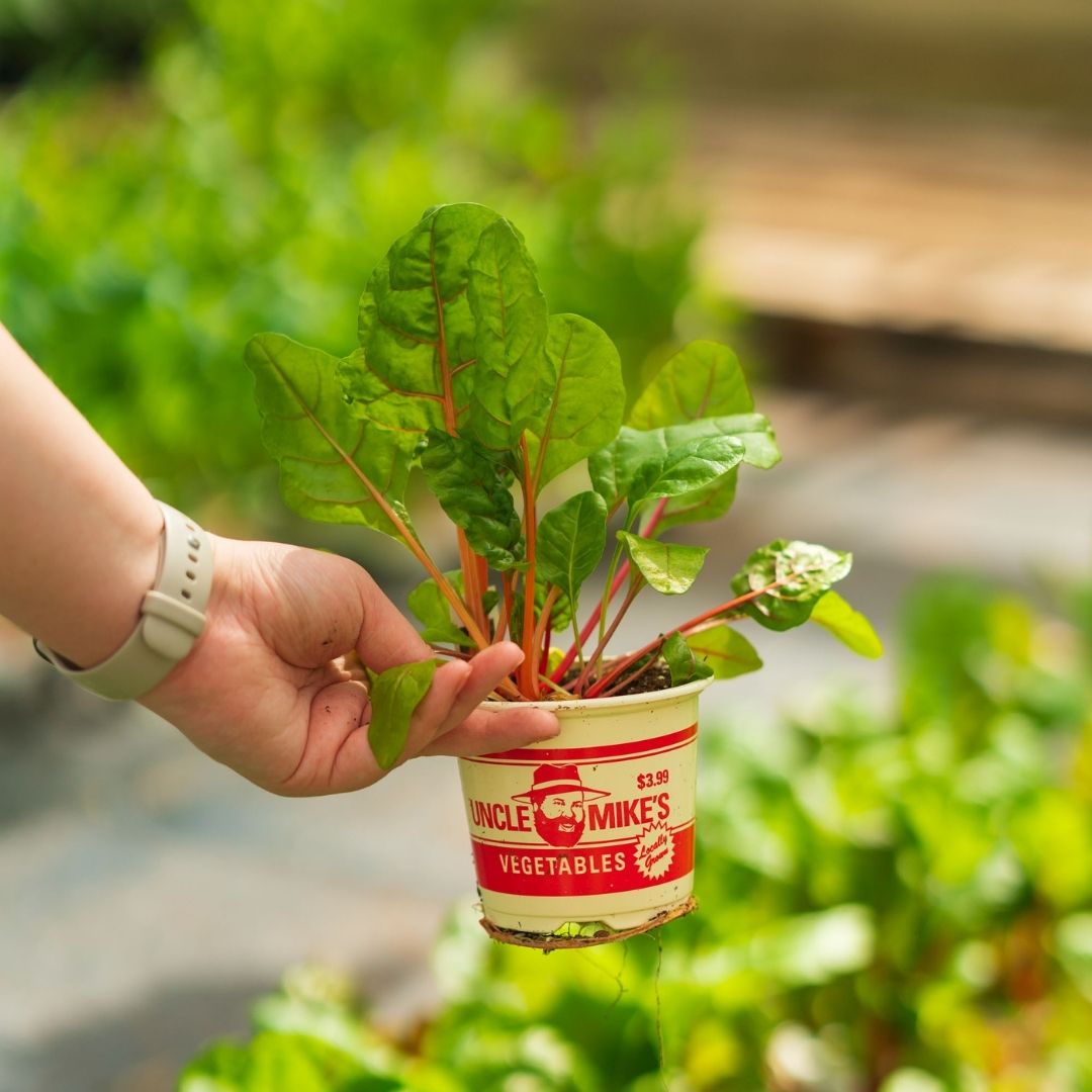 Swiss Chard – Bright Lites – 4″ Pot